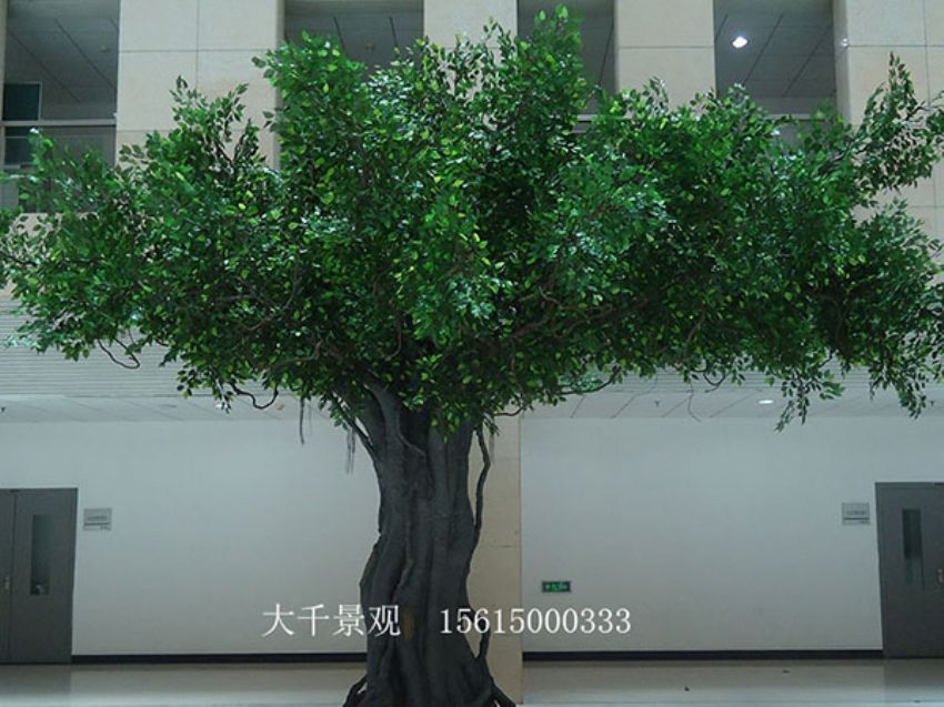 點(diǎn)擊查看詳細(xì)信息<br>標(biāo)題：室內(nèi)榕樹(shù) 閱讀次數(shù)：1210