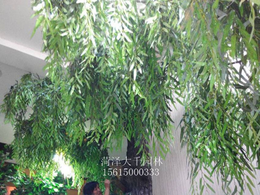 點(diǎn)擊查看詳細(xì)信息<br>標(biāo)題：假樹 閱讀次數(shù)：1262
